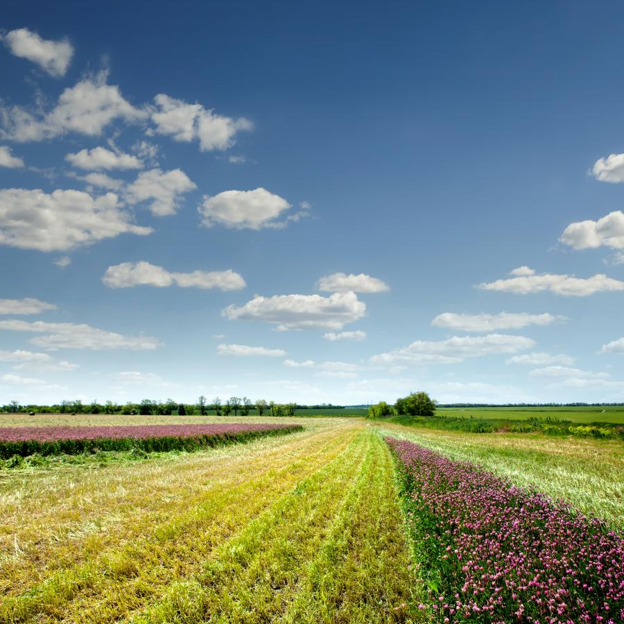 DBC rådgiver biogasanlæg